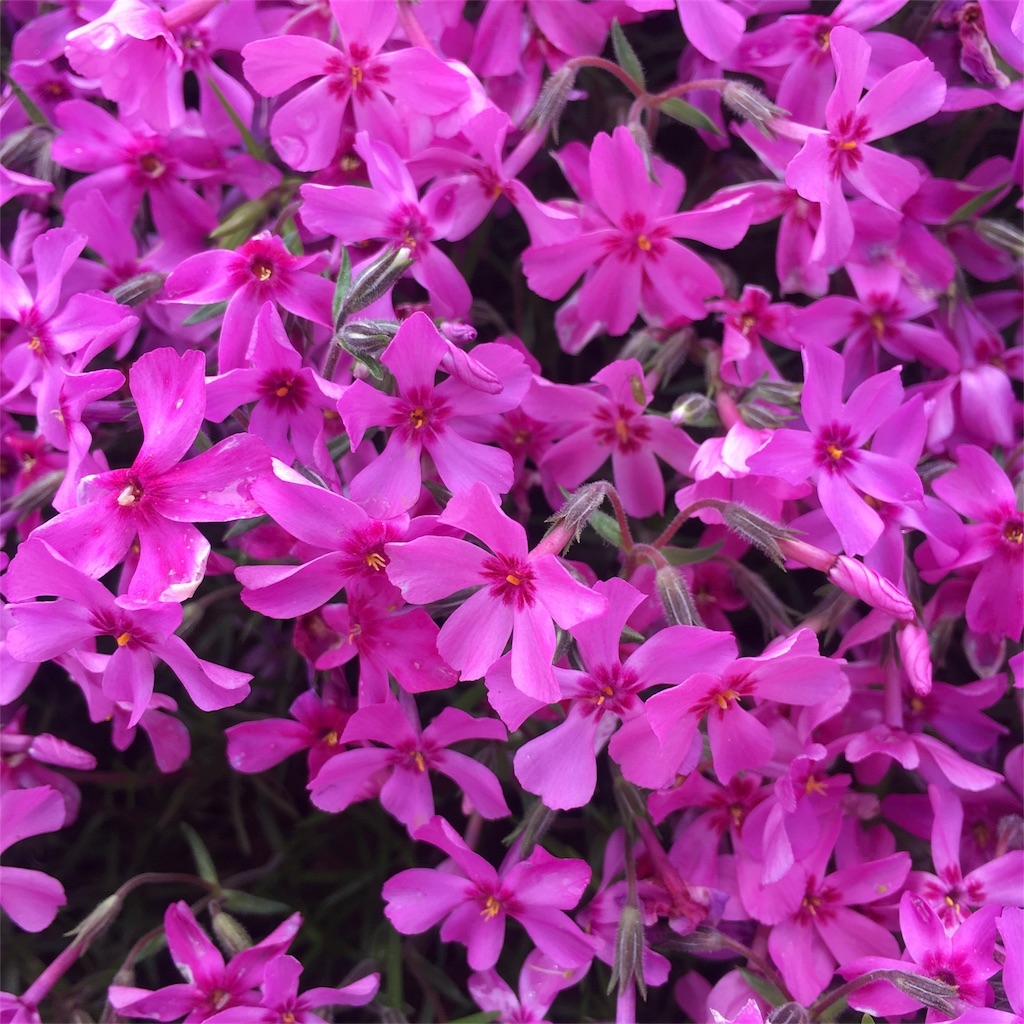 f:id:kumoribiniaruku:20180526024310j:plain f:id:kumoribiniaruku:20180526024310j:plain
