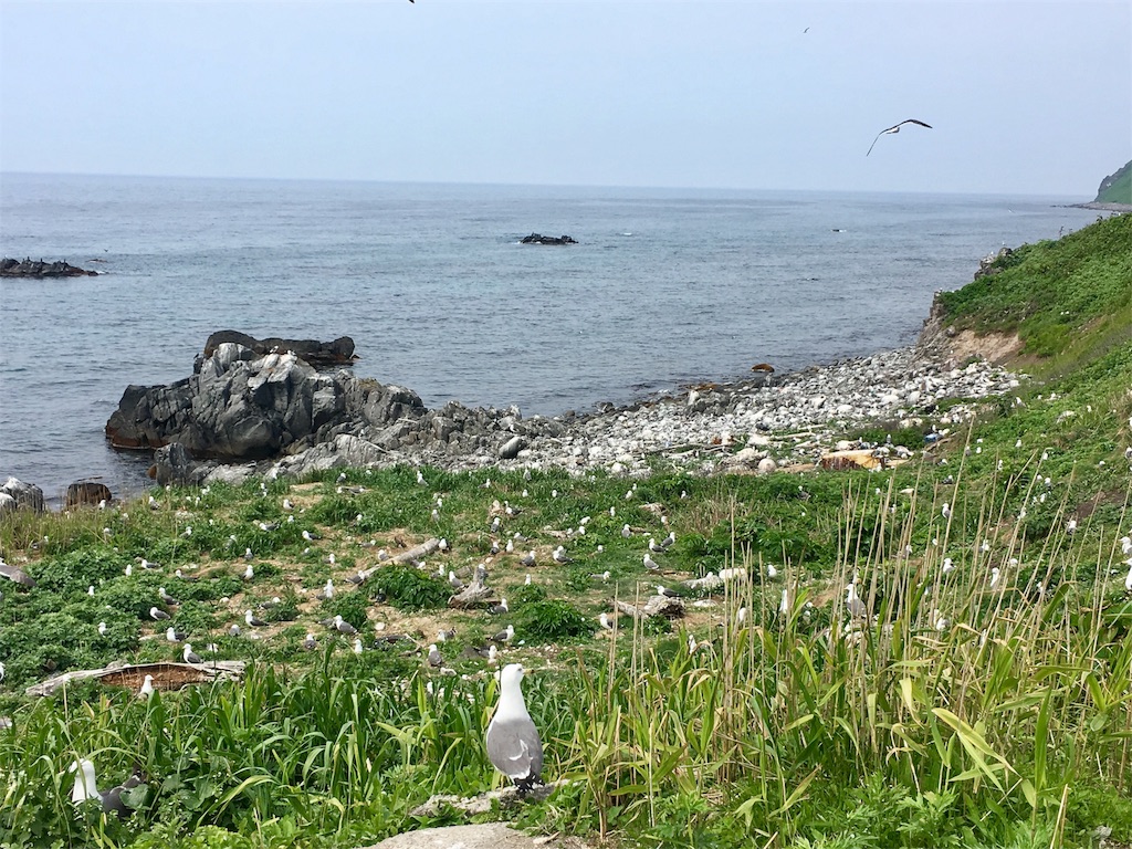 f:id:kumoribiniaruku:20180605223924j:plain f:id:kumoribiniaruku:20180605223924j:plain