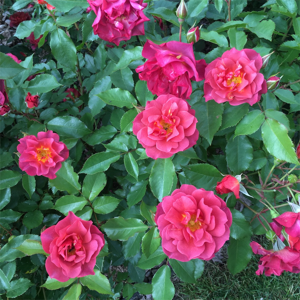 f:id:kumoribiniaruku:20180624201853j:plain f:id:kumoribiniaruku:20180624201853j:plain