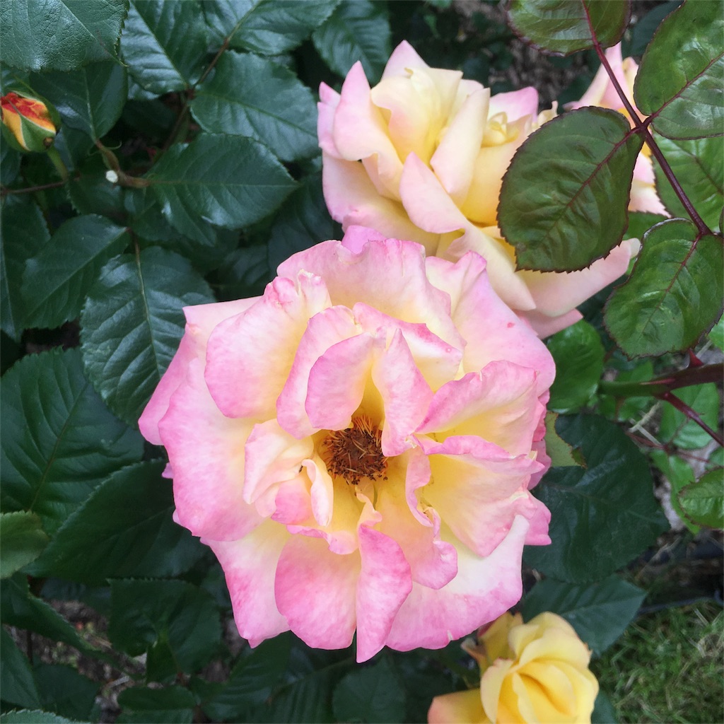 f:id:kumoribiniaruku:20180624201857j:plain f:id:kumoribiniaruku:20180624201857j:plain