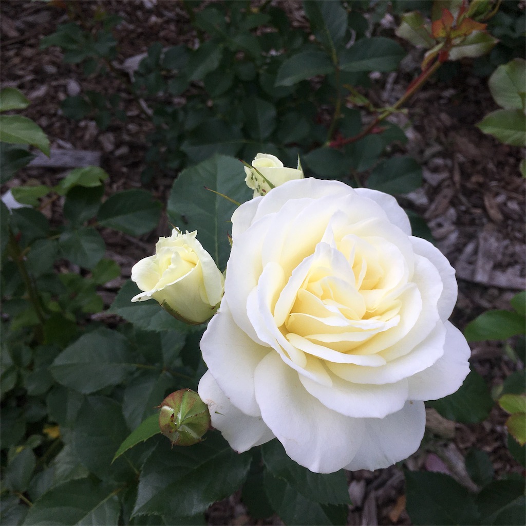 f:id:kumoribiniaruku:20180624201911j:plain f:id:kumoribiniaruku:20180624201911j:plain