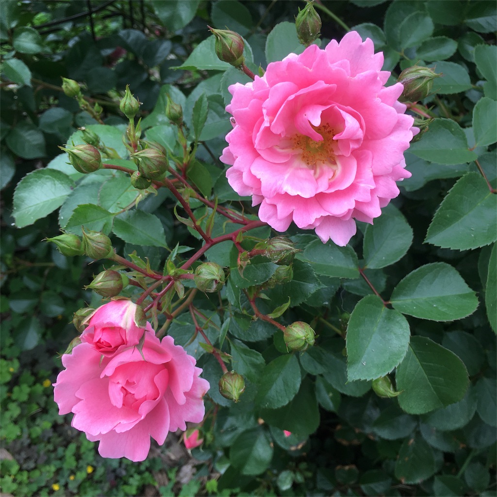 f:id:kumoribiniaruku:20180624201922j:plain f:id:kumoribiniaruku:20180624201922j:plain