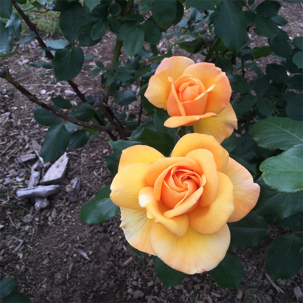 f:id:kumoribiniaruku:20180624201944j:plain f:id:kumoribiniaruku:20180624201944j:plain