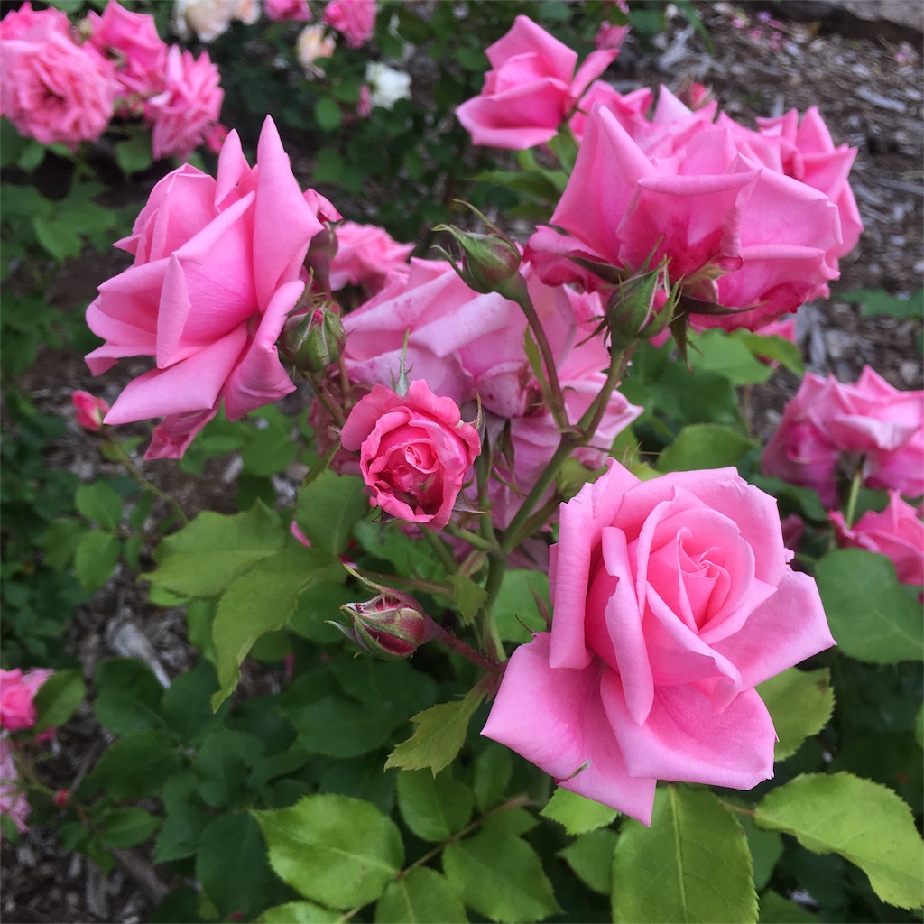 f:id:kumoribiniaruku:20180624202000j:plain f:id:kumoribiniaruku:20180624202000j:plain