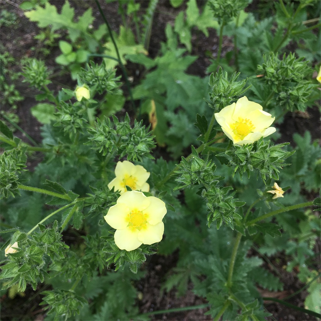 f:id:kumoribiniaruku:20180626192327j:plain f:id:kumoribiniaruku:20180626192327j:plain