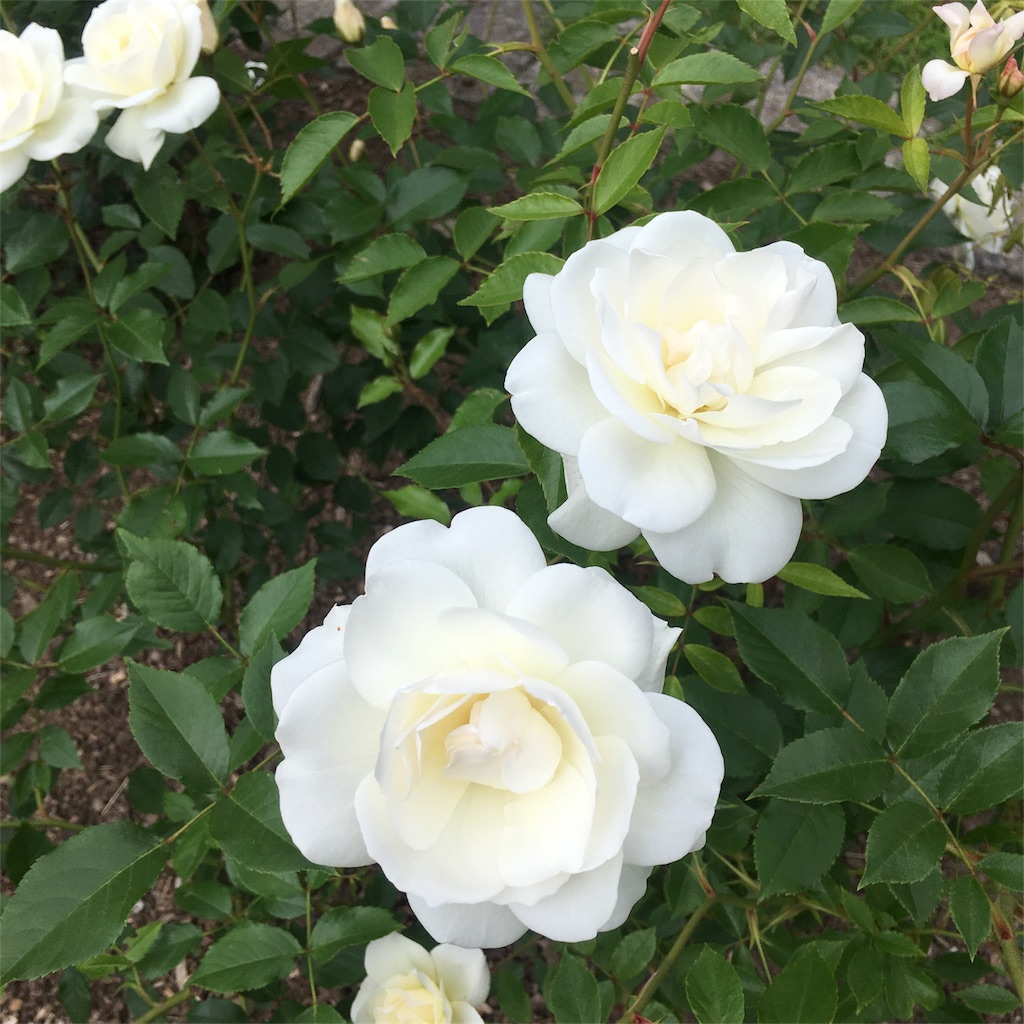 f:id:kumoribiniaruku:20180626192414j:plain f:id:kumoribiniaruku:20180626192414j:plain
