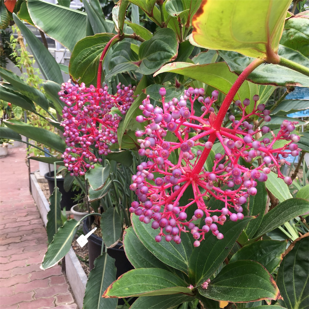 f:id:kumoribiniaruku:20180626192443j:plain f:id:kumoribiniaruku:20180626192443j:plain