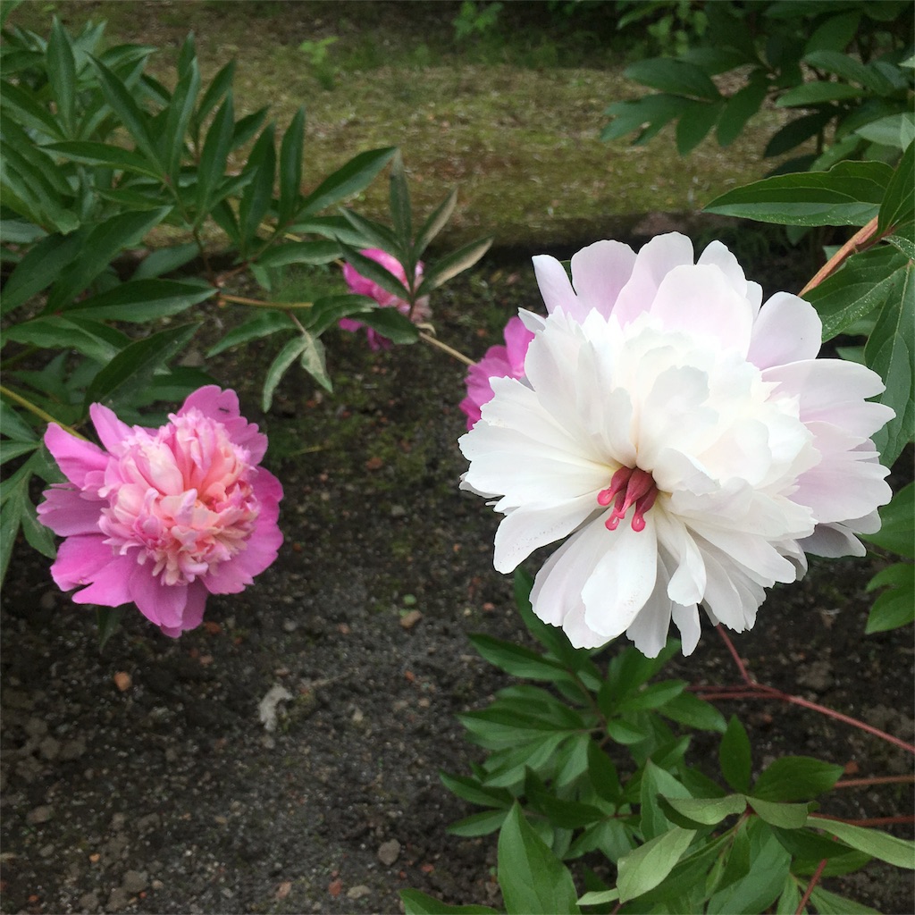 f:id:kumoribiniaruku:20180626192457j:plain f:id:kumoribiniaruku:20180626192457j:plain