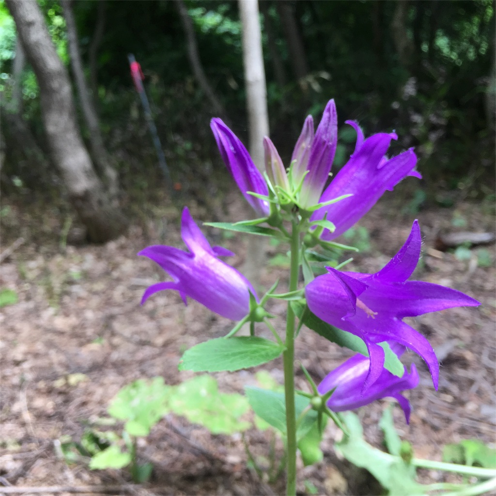 f:id:kumoribiniaruku:20180626192506j:plain f:id:kumoribiniaruku:20180626192506j:plain