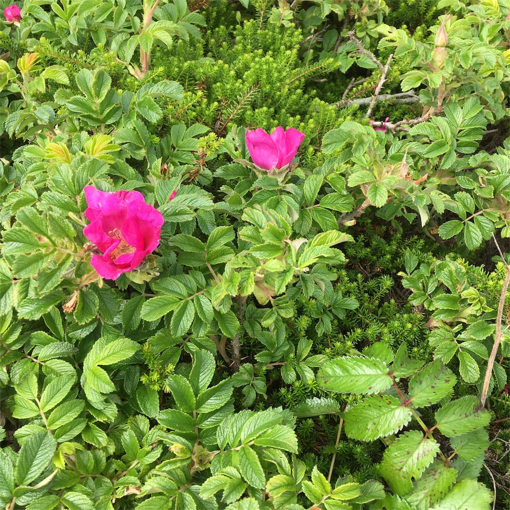 f:id:kumoribiniaruku:20180708230301j:image f:id:kumoribiniaruku:20180708230301j:image