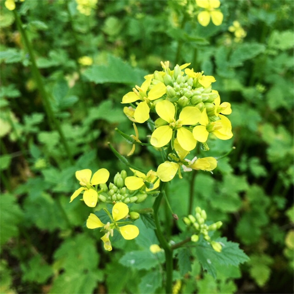 f:id:kumoribiniaruku:20180715235725j:plain f:id:kumoribiniaruku:20180715235725j:plain