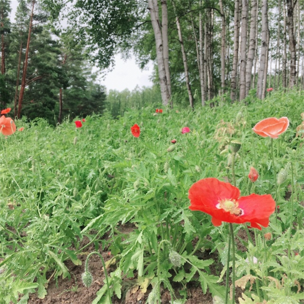 f:id:kumoribiniaruku:20180715235837j:plain f:id:kumoribiniaruku:20180715235837j:plain