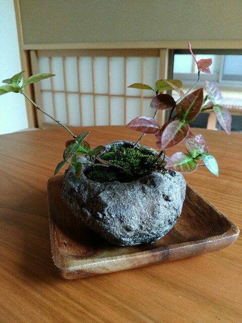 f:id:kumorihikaru:20190224162418j:image f:id:kumorihikaru:20190224162418j:image