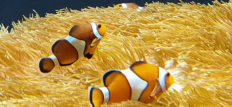 f:id:kumoue:20210829193234j:plain