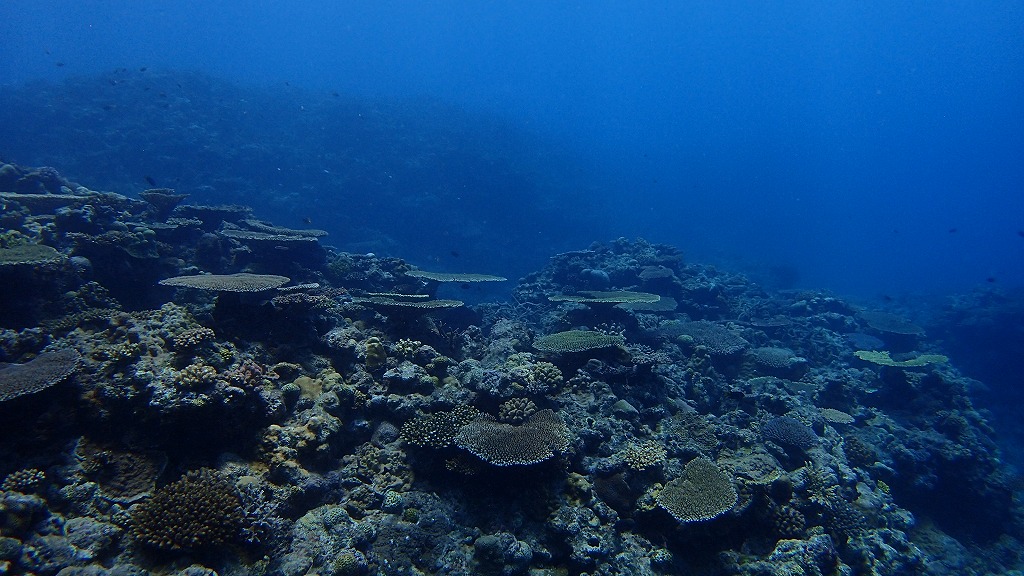 f:id:kumoue:20210829193905j:plain