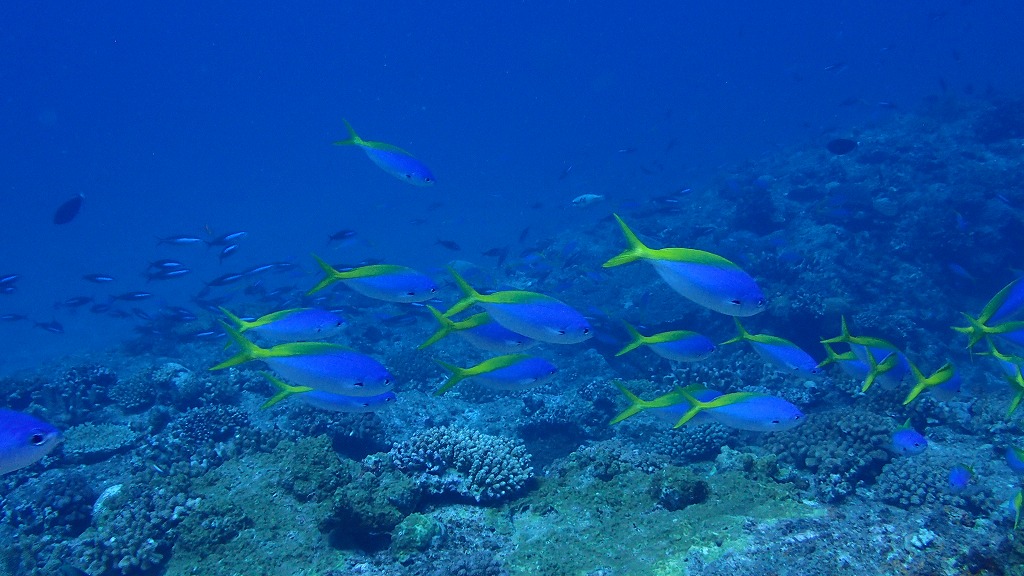 f:id:kumoue:20210926204441j:plain