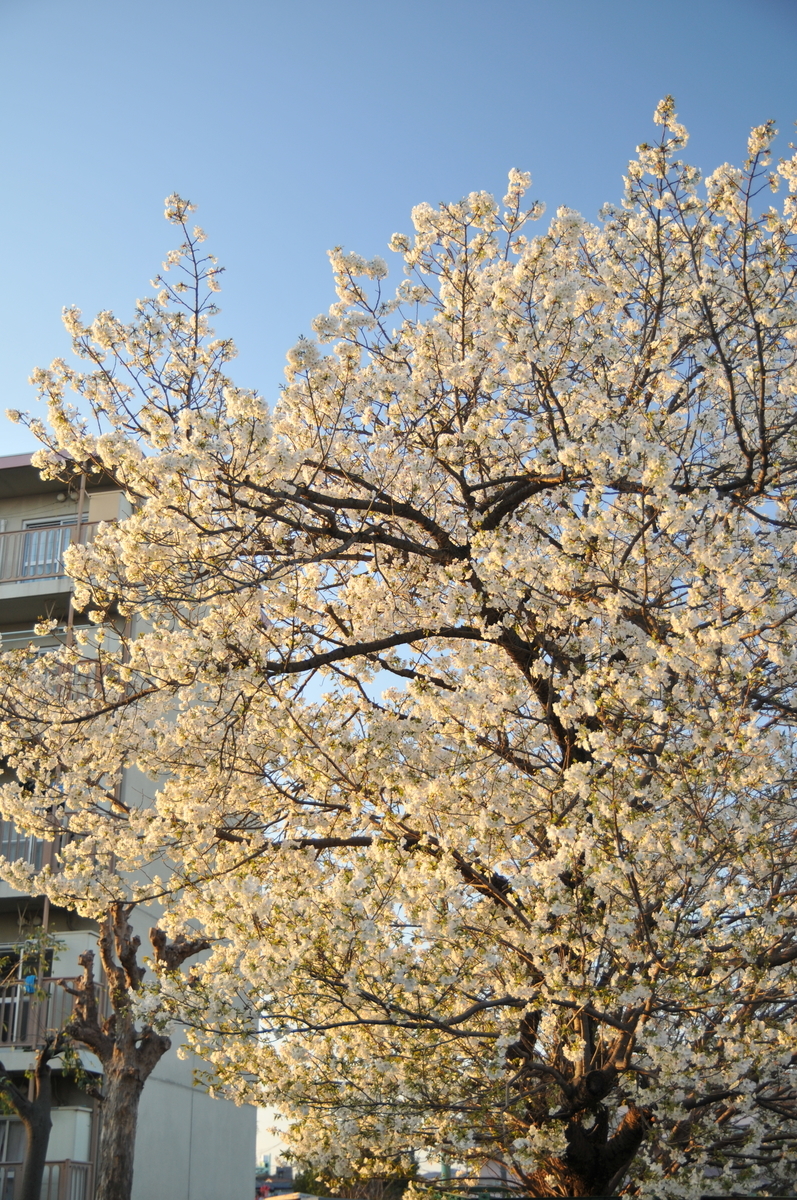 f:id:kumowasukidesuka:20200327225039j:plain