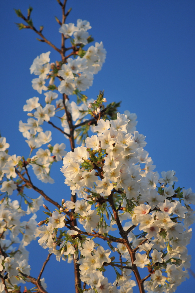 f:id:kumowasukidesuka:20200327225501j:plain