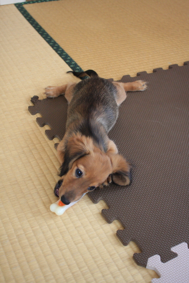 f:id:kumowasukidesuka:20201003212902j:plain f:id:kumowasukidesuka:20201003212902j:plain