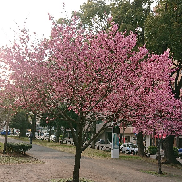 f:id:kumyon2020:20200225184128j:image