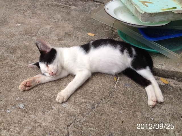 f:id:kun-maa:20120925102252j:plain