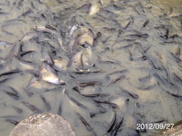 f:id:kun-maa:20120927161101j:plain