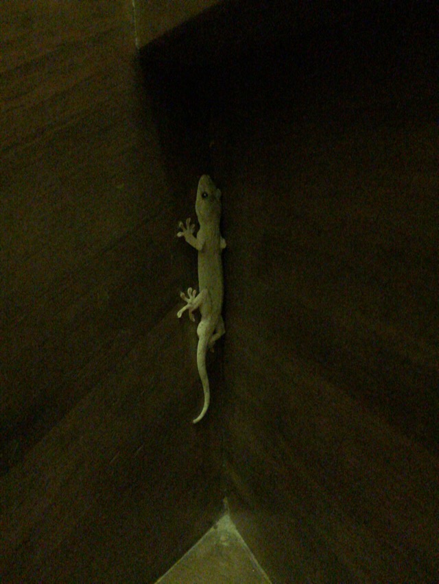 f:id:kun-maa:20160911234403j:plain f:id:kun-maa:20160911234403j:plain