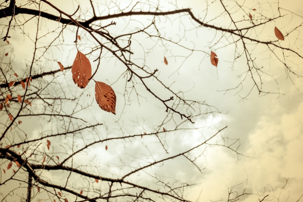 f:id:kun-maa:20170221202805j:plain