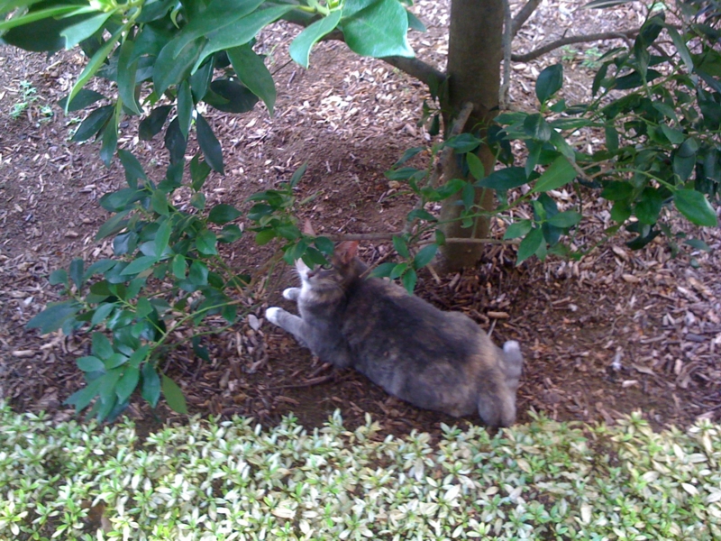 f:id:kunekunekune:20100815085947j:image