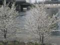 [風景]お台場の桜2