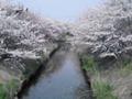 [風景]桜2008その2