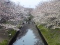 [風景]桜2009その1