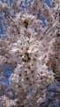 [風景]桜2018_2