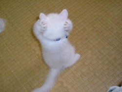 f:id:kuniaoi:20040807140800j:image