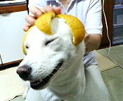 f:id:kuniaoi:20050602193100j:image
