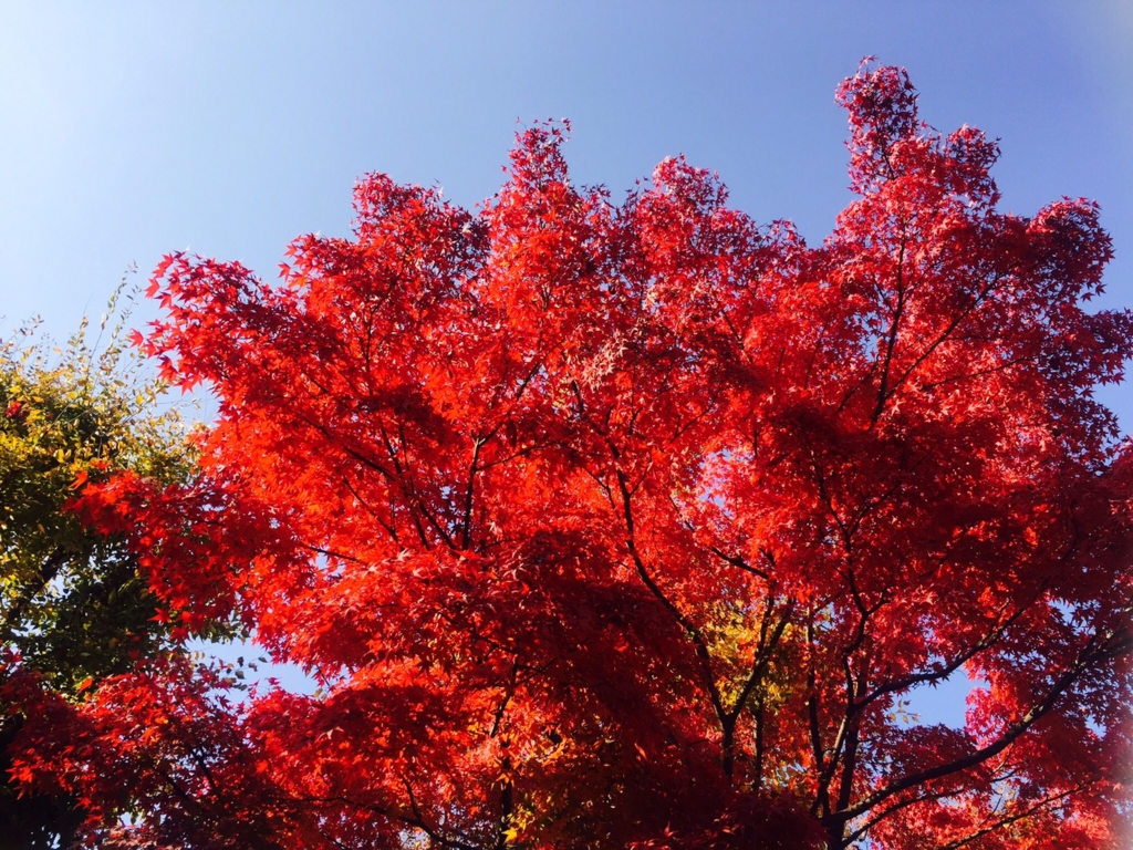 f:id:kunikko08:20161121205417j:plain