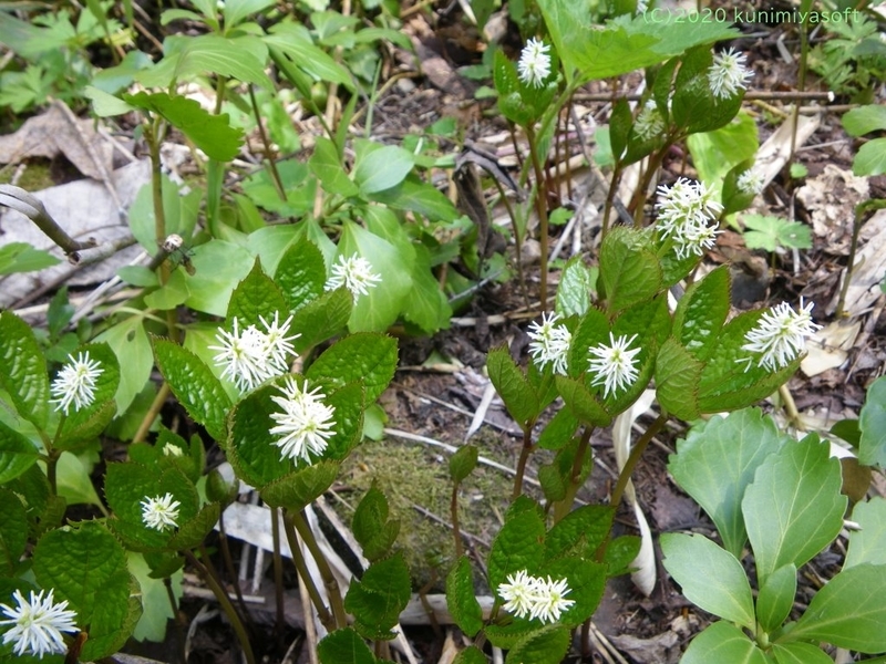 ヒトリシズカ 一人静 Wildflower 北海道 ブログ