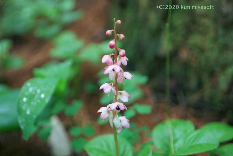 ベニバナイチヤクソウ 紅花一薬草 Wildflower 北海道 ブログ