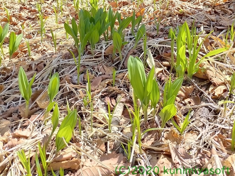 ギョウジャニンニクを採ろう！ - Wildflower 北海道 ブログ