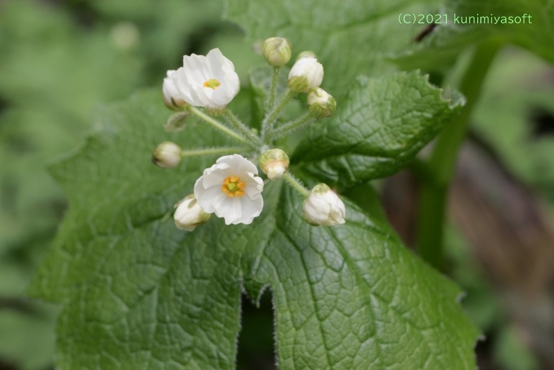 サンカヨウ 山荷葉 Wildflower 北海道 ブログ