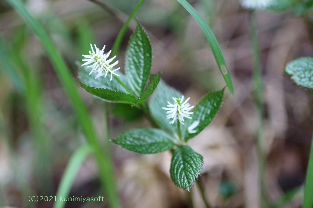 ヒトリシズカ Wildflower 北海道 ブログ