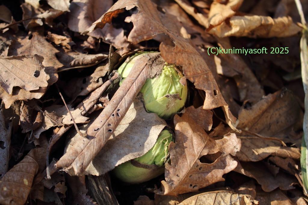 Wildflower 北海道