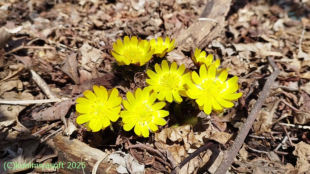 Wildflower 北海道