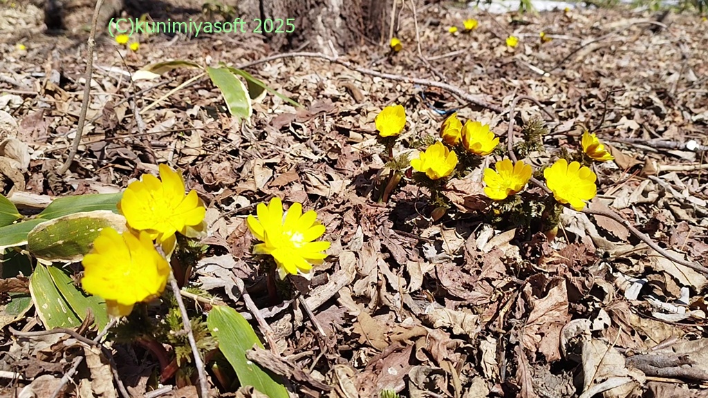 福寿草 2025 - Wildflower 北海道 ブログ