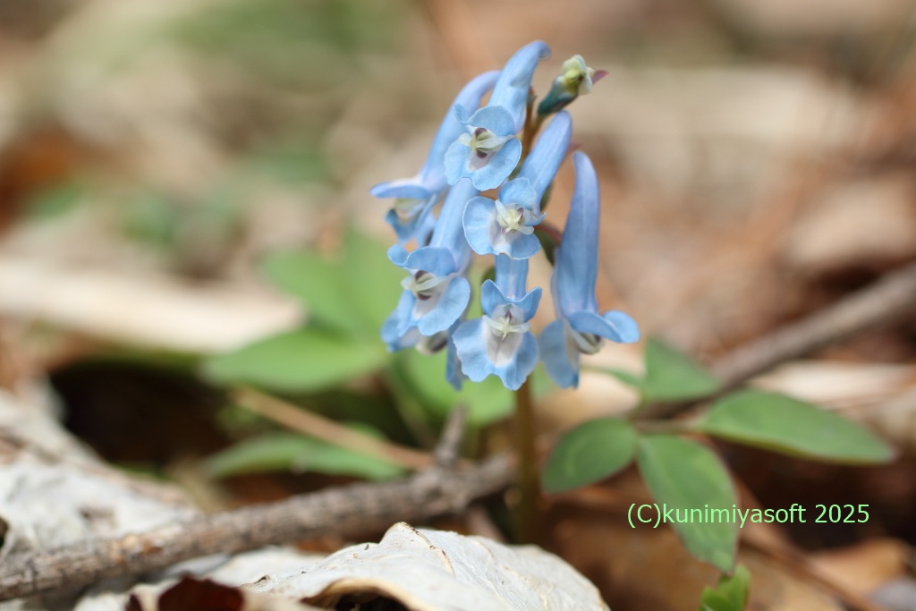Wildflower 北海道