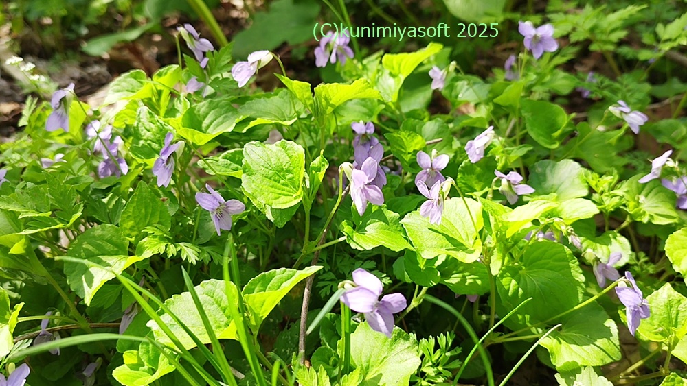 オオタチツボスミレ 2025 - Wildflower 北海道 ブログ
