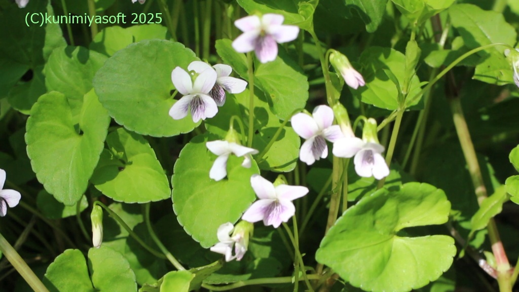 サクラスミレ 2025 - Wildflower 北海道 ブログ