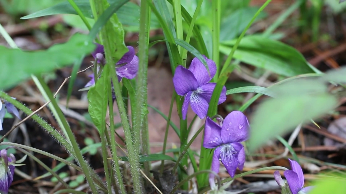ツマトリソウ 2025 - Wildflower 北海道 ブログ