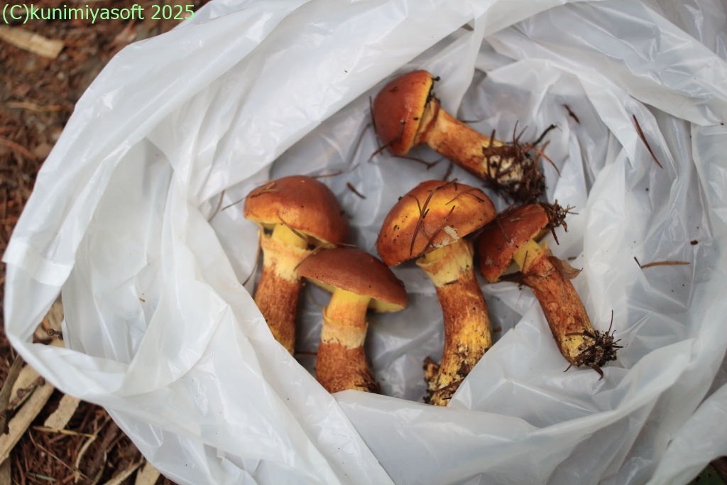 ハナイグチ(落葉キノコ) 2025 - Wildflower 北海道 ブログ