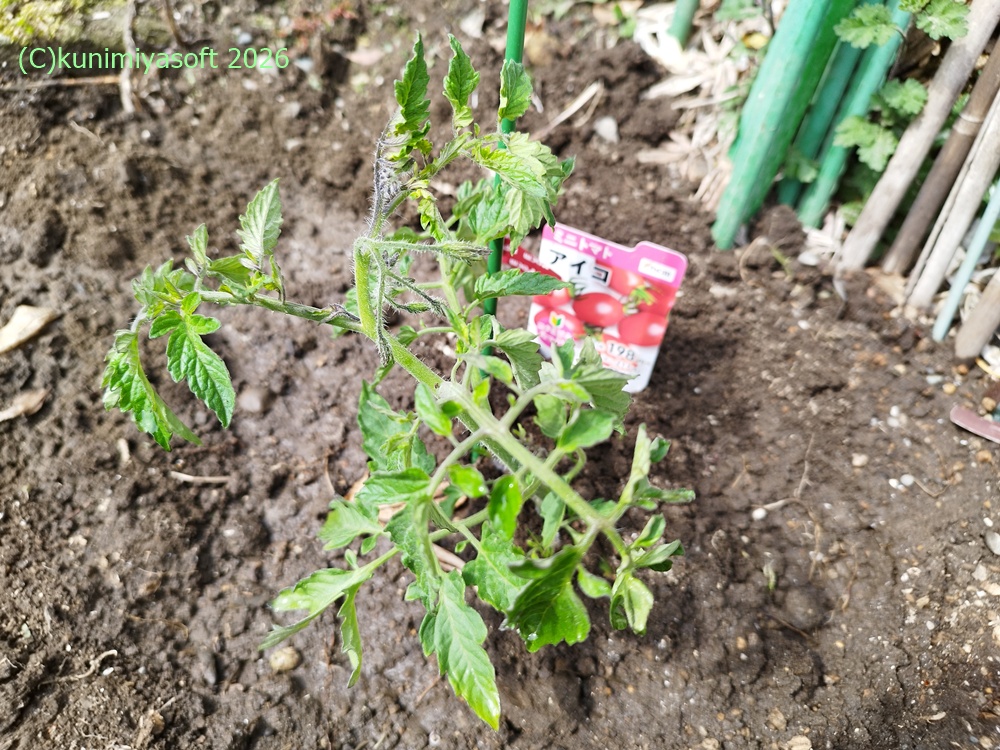 早い者勝ち  家庭菜園に Home Gardening] The Easiest Way to Choose Seedlings (Summer